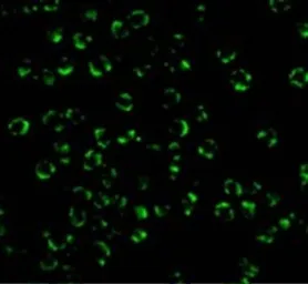Anti-RIP2 antibody used in Immunocytochemistry/ Immunofluorescence (ICC/IF). GTX31647