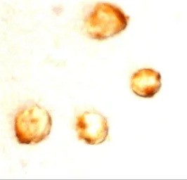 Anti-Survivin antibody used in Immunocytochemistry/ Immunofluorescence (ICC/IF). GTX31652