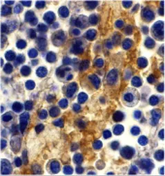 Anti-DC-SIGN antibody used in IHC (Paraffin sections) (IHC-P). GTX31656