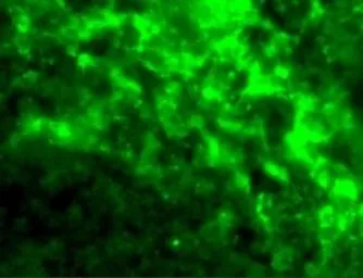 Anti-DC-SIGN antibody used in IHC (Paraffin sections) (IHC-P). GTX31656