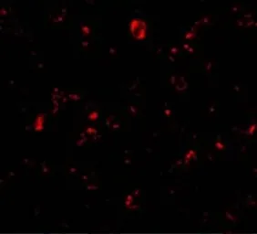 Anti-MTBP antibody used in Immunocytochemistry/ Immunofluorescence (ICC/IF). GTX31662