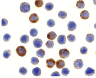 Anti-ILP2 antibody used in Immunocytochemistry/ Immunofluorescence (ICC/IF). GTX31666