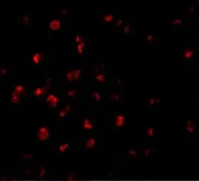 Anti-ILP2 antibody used in Immunocytochemistry/ Immunofluorescence (ICC/IF). GTX31666