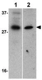 Anti-ILP2 antibody used in Western Blot (WB). GTX31666