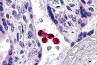 Anti-TLR4 antibody used in IHC (Paraffin sections) (IHC-P). GTX31674