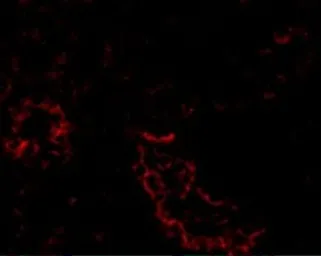 Anti-ACE2 antibody used in IHC (Paraffin sections) (IHC-P). GTX31680