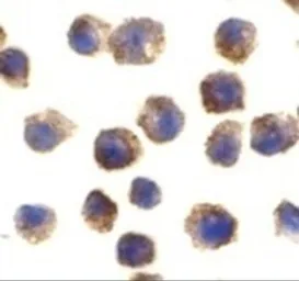 Anti-TLR11 antibody used in Immunocytochemistry/ Immunofluorescence (ICC/IF). GTX31682