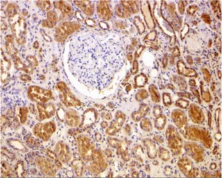 Anti-Bcl-2 antibody used in IHC (Paraffin sections) (IHC-P). GTX31686