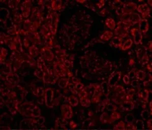 Anti-Bcl-2 antibody used in IHC (Paraffin sections) (IHC-P). GTX31686
