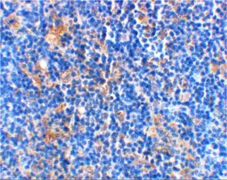 Anti-Bad antibody used in IHC (Paraffin sections) (IHC-P). GTX31688