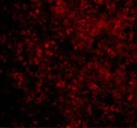 Anti-Bad antibody used in IHC (Paraffin sections) (IHC-P). GTX31688