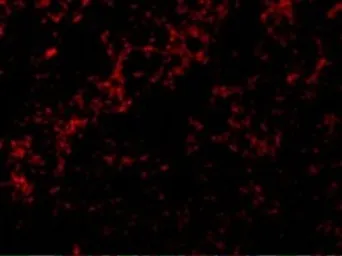 Anti-Bid antibody used in IHC (Paraffin sections) (IHC-P). GTX31689