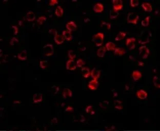 Anti-TAB1 antibody used in Immunocytochemistry/ Immunofluorescence (ICC/IF). GTX31691