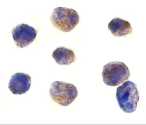 Anti-TAB1 antibody used in Immunocytochemistry/ Immunofluorescence (ICC/IF). GTX31691