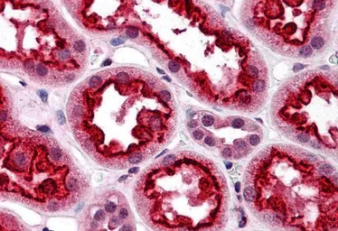 Anti-TAB3 antibody used in IHC (Paraffin sections) (IHC-P). GTX31693