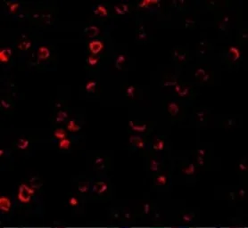 Anti-IRF3 antibody used in Immunocytochemistry/ Immunofluorescence (ICC/IF). GTX31695