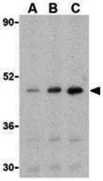 Anti-Caspase 5 antibody used in Western Blot (WB). GTX31701