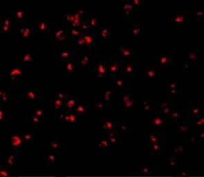 Anti-Caspase 5 antibody used in Immunocytochemistry/ Immunofluorescence (ICC/IF). GTX31701