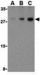 Anti-Caspase 7 antibody used in Western Blot (WB). GTX31704