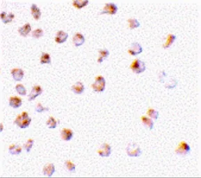 Anti-MCL1 antibody used in Immunocytochemistry/ Immunofluorescence (ICC/IF). GTX31708