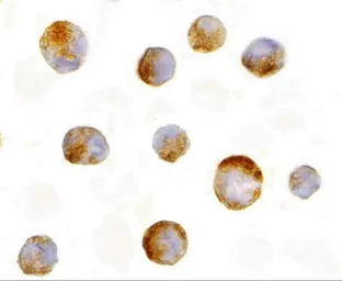 Anti-MCL1 antibody used in Immunocytochemistry/ Immunofluorescence (ICC/IF). GTX31709