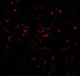 Anti-MCL1 antibody used in Immunocytochemistry/ Immunofluorescence (ICC/IF). GTX31709