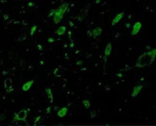 Anti-mLST8 / GBL antibody used in IHC (Paraffin sections) (IHC-P). GTX31711