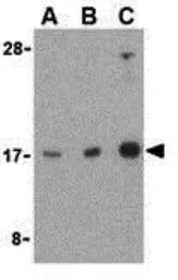 Anti-Rheb antibody used in Western Blot (WB). GTX31713