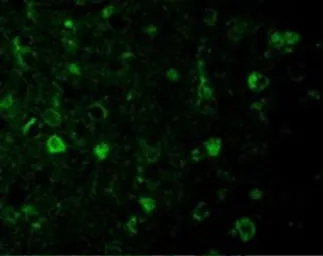 Anti-Rheb antibody used in IHC (Paraffin sections) (IHC-P). GTX31713