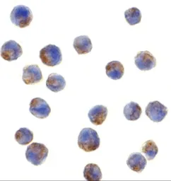 Anti-IRS1 antibody used in Immunocytochemistry/ Immunofluorescence (ICC/IF). GTX31717