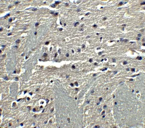 Anti-Adiponectin antibody used in IHC (Paraffin sections) (IHC-P). GTX31718