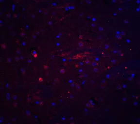 Anti-Adiponectin antibody used in IHC (Paraffin sections) (IHC-P). GTX31718