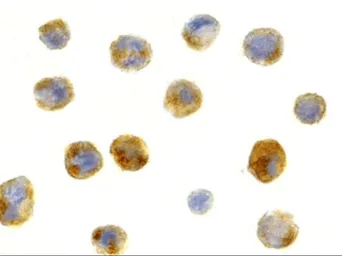 Anti-Beclin 1 antibody used in Immunocytochemistry/ Immunofluorescence (ICC/IF). GTX31721