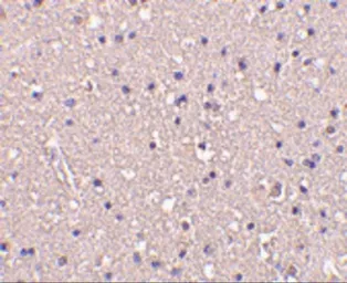 Anti-CRMP1 antibody used in IHC (Paraffin sections) (IHC-P). GTX31723