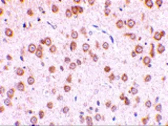 Anti-TLR5 antibody used in IHC (Paraffin sections) (IHC-P). GTX31724