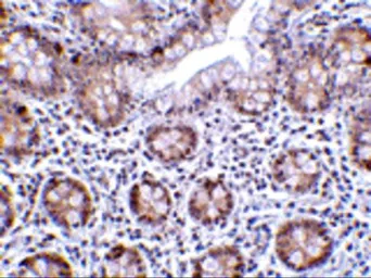 Anti-LSD1 antibody used in IHC (Paraffin sections) (IHC-P). GTX31730