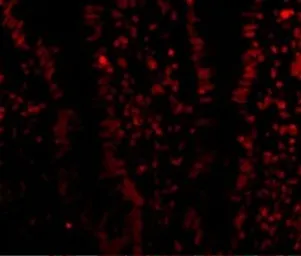 Anti-LSD1 antibody used in IHC (Paraffin sections) (IHC-P). GTX31730