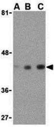 Anti-beta Actin antibody used in Western Blot (WB). GTX31732