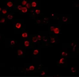 Anti-beta Actin antibody used in Immunocytochemistry/ Immunofluorescence (ICC/IF). GTX31732