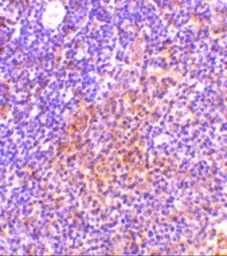 Anti-TANK antibody used in IHC (Paraffin sections) (IHC-P). GTX31740