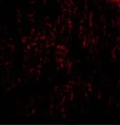 Anti-TANK antibody used in IHC (Paraffin sections) (IHC-P). GTX31740