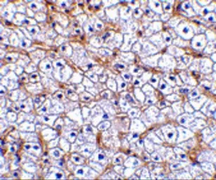 Anti-TWEAKR antibody used in IHC (Paraffin sections) (IHC-P). GTX31747