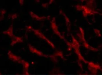 Anti-TWEAKR antibody used in IHC (Paraffin sections) (IHC-P). GTX31747