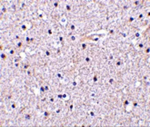Anti-Nicastrin antibody used in IHC (Paraffin sections) (IHC-P). GTX31751