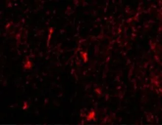 Anti-Nicastrin antibody used in IHC (Paraffin sections) (IHC-P). GTX31752