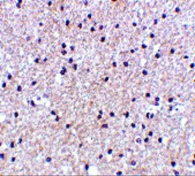 Anti-MORF4 antibody used in IHC (Paraffin sections) (IHC-P). GTX31761