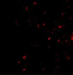 Anti-MORF4 antibody used in Immunocytochemistry/ Immunofluorescence (ICC/IF). GTX31761