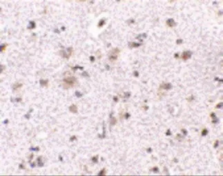 Anti-BRCC45 antibody used in IHC (Paraffin sections) (IHC-P). GTX31764