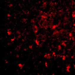 Anti-BRCC45 antibody used in IHC (Paraffin sections) (IHC-P). GTX31764