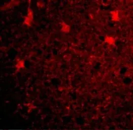 Anti-BRCC36 antibody used in IHC (Paraffin sections) (IHC-P). GTX31765